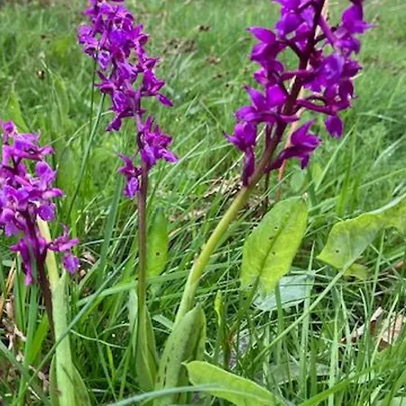 à La Ferme Vosgienne Avec Terrasse, Cheminée Et Wifi - Fr-1-589-759